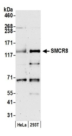 SMCR8 Rabbit anti-Human, Mouse, Polyclonal, Bethyl Laboratories 100 &mu;L;