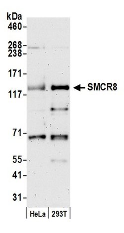 SMCR8 Polyclonal Antibody, Bethyl Laboratories 20 &mu;L; Unconjugated:Antibodies,