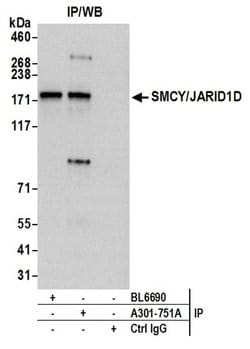 JARID1D/SMCY Rabbit anti-Human, Polyclonal, Bethyl Laboratories 100 &mu;L;