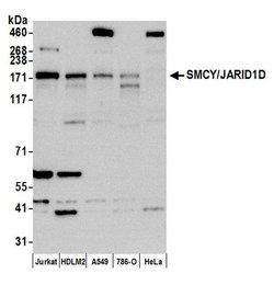 JARID1D/SMCY Rabbit anti-Human, Polyclonal, Bethyl Laboratories 100 &mu;L;