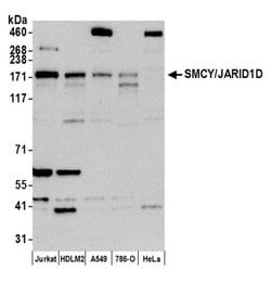 JARID1D/SMCY Polyclonal Antibody, Bethyl Laboratories 20 &mu;L; Unconjugated:Antibodies,