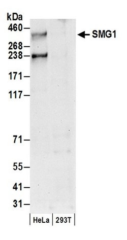 SMG1 Rabbit anti-Human, Polyclonal, Bethyl Laboratories 100 &mu;L; Unconjugated:Antibodies,