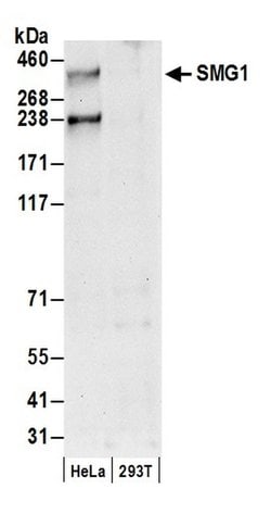 SMG1 Polyclonal Antibody, Bethyl Laboratories:Antibodies:Primary Antibodies