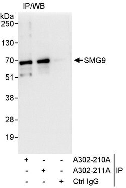 SMG9 Rabbit anti-Human, Polyclonal, Bethyl Laboratories 10 &mu;L; Unconjugated:Antibodies,