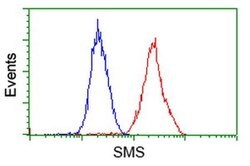 SMS Monoclonal Antibody (OTI 1A7), TrueMAB , OriGene 100 &mu;L; Unconjugated:Antibodies,