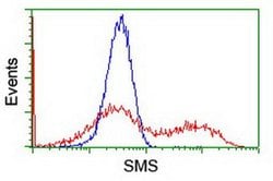 SMS Monoclonal Antibody (OTI5C12), TrueMAB , OriGene 100 &mu;L; Unconjugated:Antibodies,