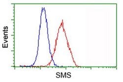 SMS Monoclonal Antibody (OTI3A8), TrueMAB , OriGene 100 &mu;L | Buy Online | OriGene | Fisher Scientific