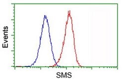 SMS Monoclonal Antibody (OTI3A8), TrueMAB , OriGene 100 &mu;L | Buy Online | OriGene | Fisher Scientific