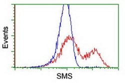 SMS Monoclonal Antibody (OTI5F2), TrueMAB , OriGene:Antibodies:Primary
