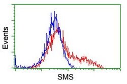 SMS Monoclonal Antibody (OTI2H1), TrueMAB , OriGene 30 &mu;L; Unconjugated:Antibodies,