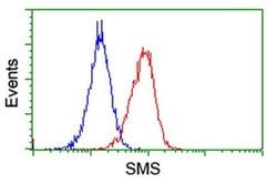 SMS Monoclonal Antibody (OTI1G7), TrueMAB , OriGene 100 &mu;L; Unconjugated:Antibodies,