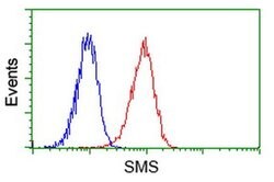 SMS Monoclonal Antibody (OTI 5F9), TrueMAB , OriGene 30 &mu;L; Unconjugated:Antibodies,