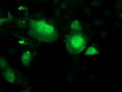 SMS Monoclonal Antibody (OTI 1A7), TrueMAB , OriGene 100 &mu;L; Unconjugated:Antibodies,