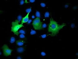 SMS Monoclonal Antibody (OTI5C12), TrueMAB , OriGene 100 &mu;L; Unconjugated:Antibodies,