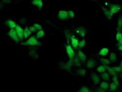 SMS Monoclonal Antibody (OTI5C12), TrueMAB , OriGene 100 &mu;L; Unconjugated:Antibodies,