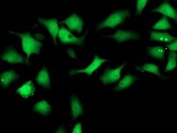 SMS Monoclonal Antibody (OTI5F2), TrueMAB , OriGene 30 &mu;L; Unconjugated:Antibodies,