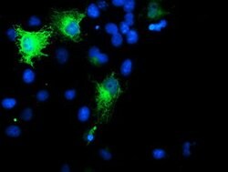 SMS Mouse anti-Canine, Human, Mouse, Rat, Clone: OTI3C9, lyophilized, TrueMAB