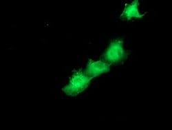 SMS Mouse anti-Human, Clone: OTI5E5, lyophilized, TrueMAB 100 &mu;g; Unconjugated:Antibodies,