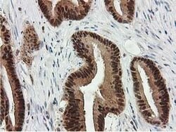 SMS Monoclonal Antibody (OTI2G8), TrueMAB , OriGene 100 &mu;L; Unconjugated:Antibodies,