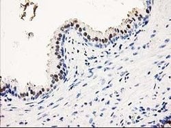 SMS Monoclonal Antibody (OTI5F2), TrueMAB , OriGene 30 &mu;L; Unconjugated:Antibodies,