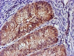 SMS Mouse anti-Canine, Human, Mouse, Rat, Clone: OTI3C9, lyophilized, TrueMAB