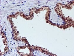 SMS Mouse anti-Canine, Human, Mouse, Rat, Clone: OTI3C9, lyophilized, TrueMAB