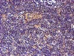 SMS Mouse anti-Canine, Human, Mouse, Rat, Clone: OTI3C9, lyophilized, TrueMAB