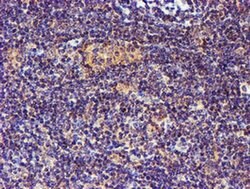 SMS Mouse anti-Canine, Human, Mouse, Rat, Clone: OTI3C9, liquid, TrueMAB