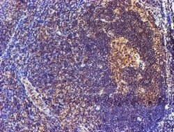 SMS Mouse anti-Canine, Human, Mouse, Rat, Clone: OTI3C9, lyophilized, TrueMAB