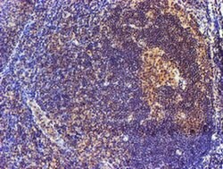 SMS Mouse anti-Canine, Human, Mouse, Rat, Clone: OTI3C9, liquid, TrueMAB