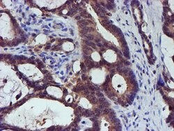 SMS Mouse anti-Canine, Human, Mouse, Rat, Clone: OTI3C9, lyophilized, TrueMAB