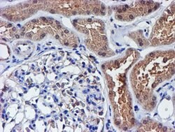 SMS Mouse anti-Canine, Human, Mouse, Rat, Clone: OTI3C9, liquid, TrueMAB