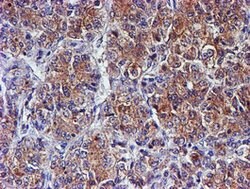 SMS Mouse anti-Canine, Human, Mouse, Rat, Clone: OTI3C9, lyophilized, TrueMAB