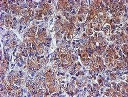 SMS Mouse anti-Canine, Human, Mouse, Rat, Clone: OTI3C9, liquid, TrueMAB