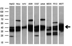 SMS Monoclonal Antibody (OTI2G8), TrueMAB , OriGene 100 &mu;L; Unconjugated:Antibodies,