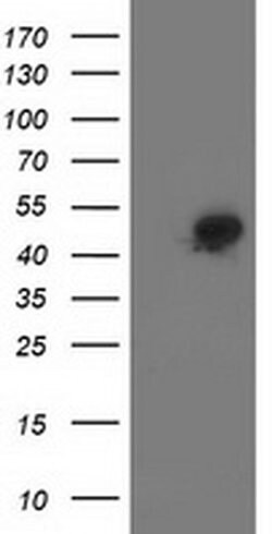 SMS Monoclonal Antibody (OTI 1A7), TrueMAB , OriGene 100 &mu;L; Unconjugated:Antibodies,