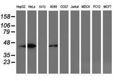 SMS Monoclonal Antibody (OTI 1A7), TrueMAB , OriGene 100 &mu;L; Unconjugated:Antibodies,