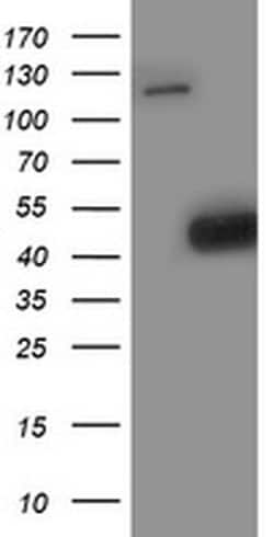SMS Monoclonal Antibody (OTI5C12), TrueMAB , OriGene:Antibodies:Primary