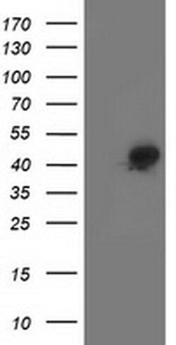 SMS Monoclonal Antibody (OTI3A8), TrueMAB , OriGene 100 &mu;L | Buy Online | OriGene | Fisher Scientific