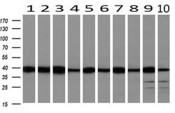 SMS Monoclonal Antibody (OTI3A8), TrueMAB , OriGene 100 &mu;L | Buy Online | OriGene | Fisher Scientific