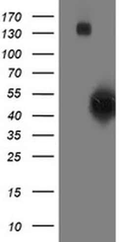 SMS Monoclonal Antibody (OTI5F2), TrueMAB , OriGene 30 &mu;L; Unconjugated:Antibodies,
