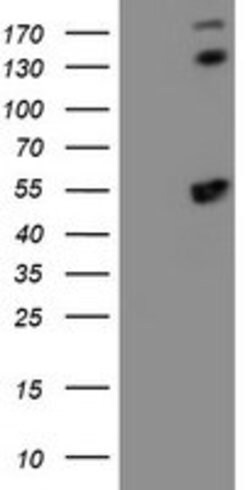 SMS Mouse anti-Canine, Human, Mouse, Rat, Clone: OTI3C9, lyophilized, TrueMAB