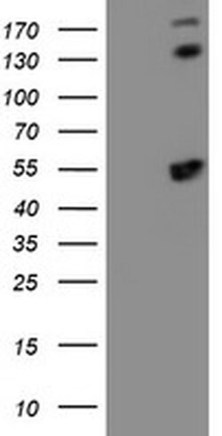 SMS Mouse anti-Canine, Human, Mouse, Rat, Clone: OTI3C9, liquid, TrueMAB
