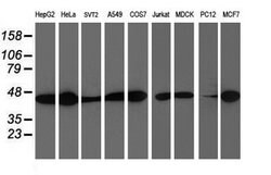 SMS Mouse anti-Canine, Human, Mouse, Rat, Clone: OTI3C9, lyophilized, TrueMAB