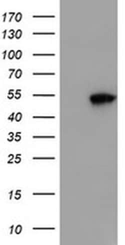 SMS Monoclonal Antibody (OTI2H1), TrueMAB , OriGene:Antibodies:Primary