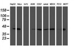 SMS Monoclonal Antibody (OTI2H1), TrueMAB , OriGene:Antibodies:Primary