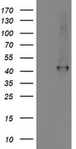 SMS Monoclonal Antibody (OTI1G7), TrueMAB , OriGene 100 &mu;L; Unconjugated:Antibodies,