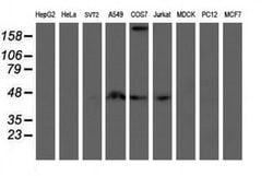 SMS Monoclonal Antibody (OTI1G7), TrueMAB , OriGene:Antibodies:Primary