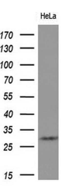 SNAI1 Mouse anti-Human, Clone: OTI10D7, lyophilized, TrueMAB 100 &mu;g;