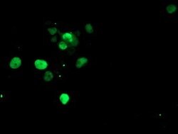 SNAI2 Mouse anti-Human, Clone: OTI1G7, lyophilized, TrueMAB 100 &mu;g;